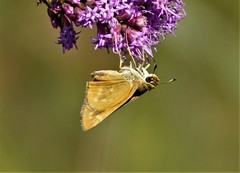 Hesperia meskei straton