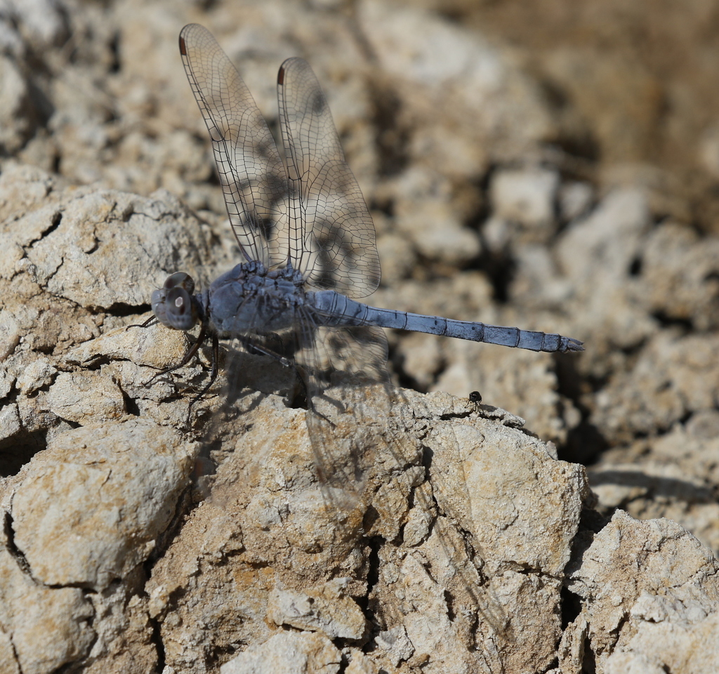 Orthetrum ransonnetii