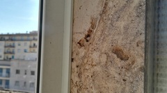 Ancistrocerus gazella