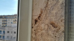 Ancistrocerus gazella