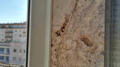 Ancistrocerus gazella