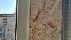 Ancistrocerus gazella