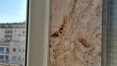 Ancistrocerus gazella