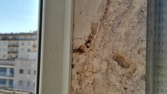 Ancistrocerus gazella