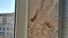 Ancistrocerus gazella