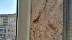 Ancistrocerus gazella