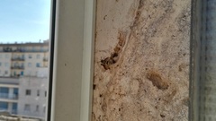 Ancistrocerus gazella