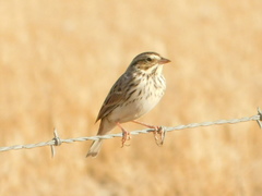 Passerculus sandwichensis