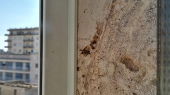 Ancistrocerus gazella