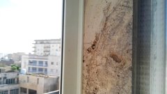 Ancistrocerus gazella