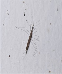 Hydrometra argentina