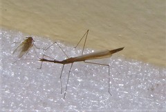 Hydrometra argentina