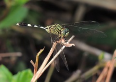Orthetrum sabina