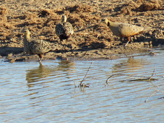 Pterocles gutturalis