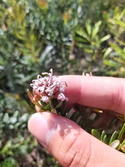 Grevillea sphacelata