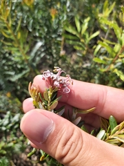 Grevillea sphacelata
