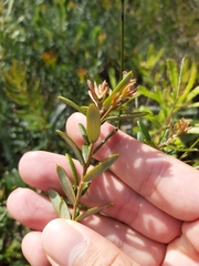 Grevillea sphacelata