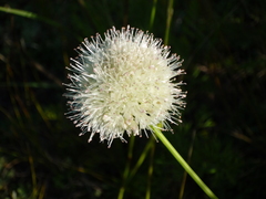 Allium leucocephalum