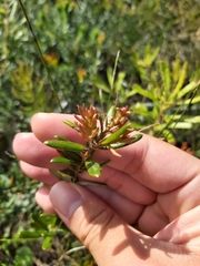 Grevillea sphacelata