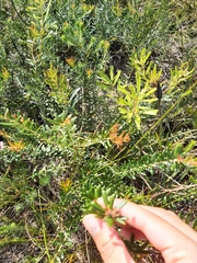 Grevillea sphacelata