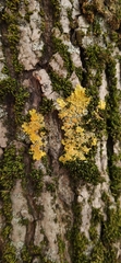 Xanthoria parietina