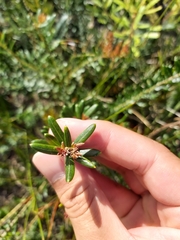 Grevillea sphacelata