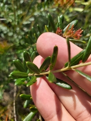 Grevillea sphacelata