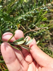 Grevillea sphacelata