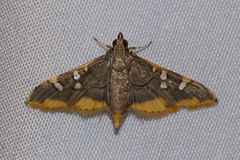 Prophantis