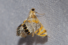 Nymphicula drusiusalis