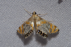 Nymphicula drusiusalis