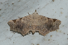 Prolophota trigonifera