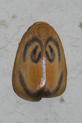Trischalis subaurana