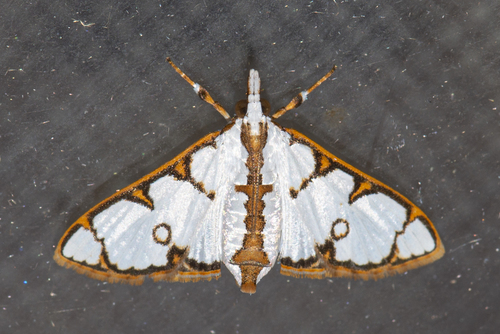 Cirrhochrista annulifera Hampson, 1919