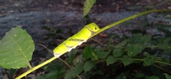 Papilio helenus daksha