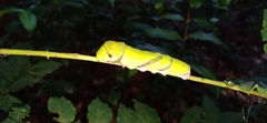 Papilio helenus daksha