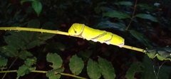 Papilio helenus daksha