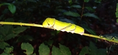 Papilio helenus daksha