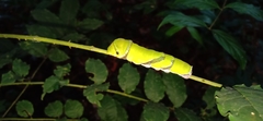 Papilio helenus daksha