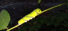 Papilio helenus daksha
