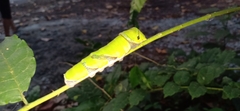 Papilio helenus daksha