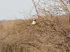 Eurocephalus anguitimens