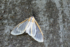 Hyalurga fenestrata
