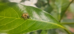 Salticidae