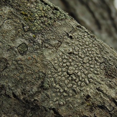 Pertusaria pustulata