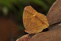 Thaumantis noureddin