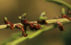 Senegalia polyacantha