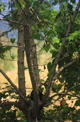 Senegalia polyacantha