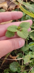 Lamium