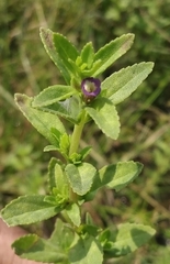 Limnophila chinensis
